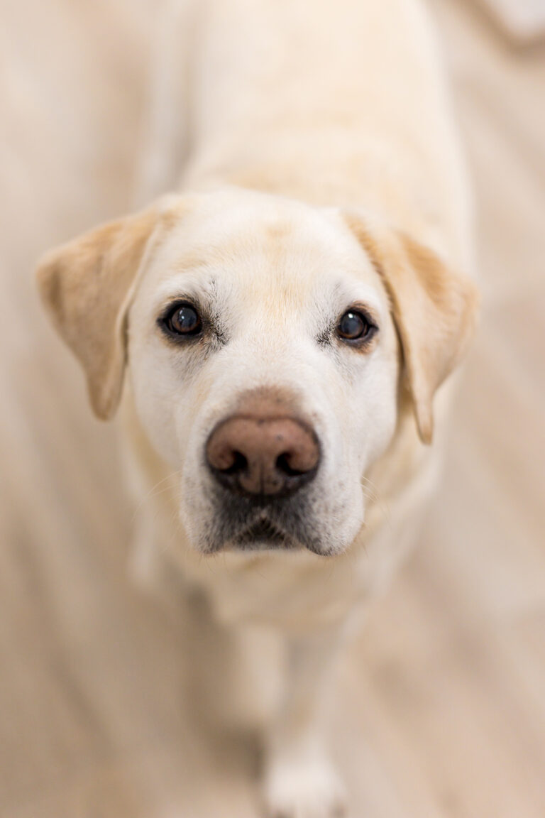 GABO IDM Bürohund