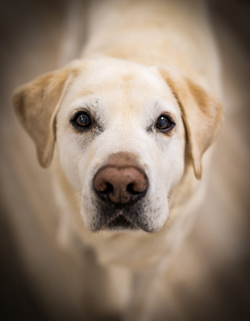 GABO IDM Bürohund